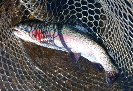 高原の管理釣り場で夏のトラウト ～平谷湖フィッシングスポット～